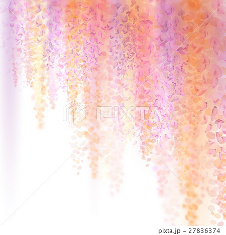 Spring background with blooming wisteria Spring background with blooming wisteria 27836374