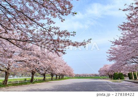 日本一の桜回廊　満開の桜並木と散り桜 27838422