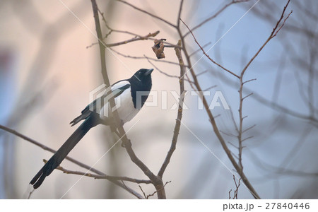Magpie bird on the branch 27840446