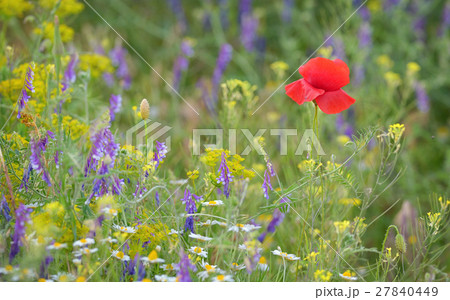 colorful poppy flower on field 27840449
