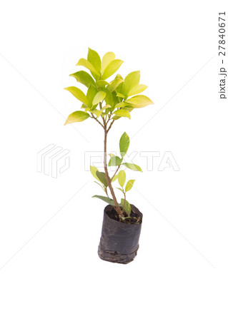 seedling ficus altissima Blume tree plant  27840671