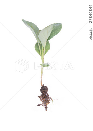Chinese kale and root isolated on white 27840844