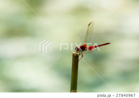 ショウジョウトンボ 27840967