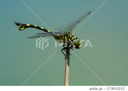 ウチワヤンマ 27841032