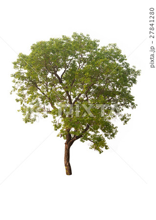 isolated tree on a white background 27841280