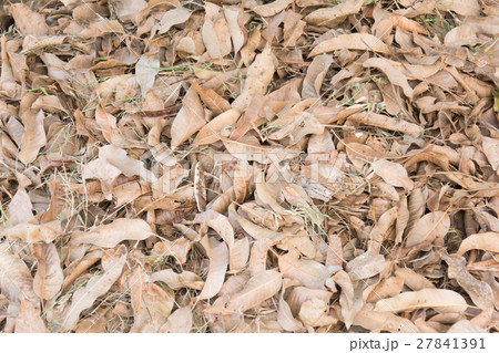 dry mango leaves background dry mango leaves background 27841391