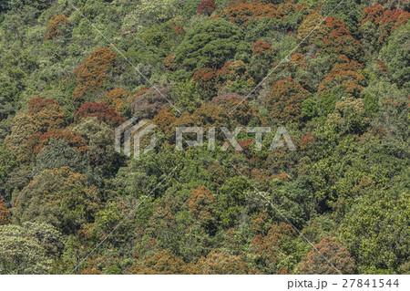 Deep forest top view, Sri lanka. Deep forest top view, Sri lanka. 27841544