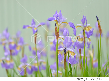 雨に濡れたアヤメ 雨に濡れたアヤメ 27841589