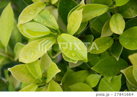 fresh leaves ficus altissima Blume tree background fresh leaves ficus altissima Blume tree background 27841664