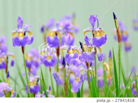 露に濡れたアヤメ 27841818