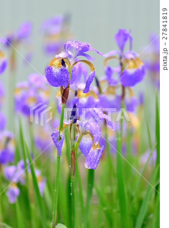 露に濡れたアヤメ 27841819