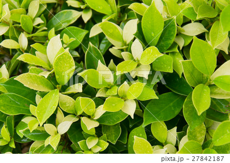 fresh leaves ficus altissima Blume tree background 27842187