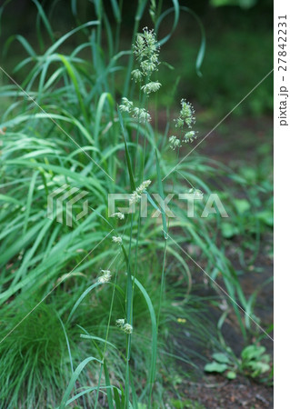 鴨茅かもがや オーチャードグラスと呼ばれる牧草です。 鴨茅かもがや オーチャードグラスと呼ばれる牧草です。 27842231