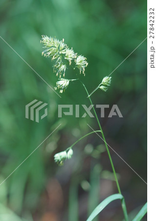 鴨茅かもがや　オーチャードグラスと呼ばれる牧草です。 27842232