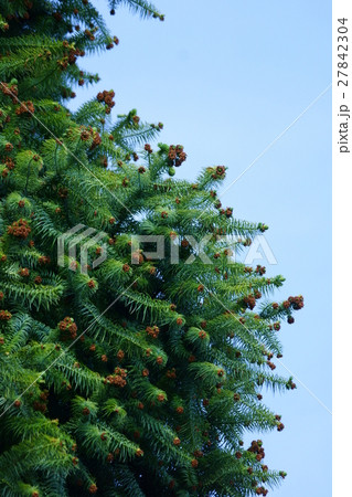 広葉杉 コウヨウザン 花言葉は「雄大」 広葉杉 コウヨウザン 花言葉は「雄大」 27842304