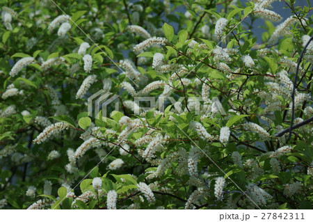 小葉髄菜 コバノズイナ 花言葉は 少し欲望 の写真素材