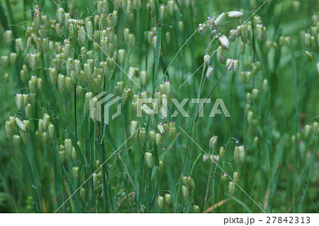 小判草　コバンソウ　花言葉は「熱狂」 27842313