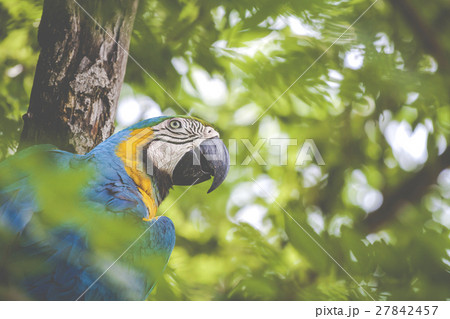 A blue and yellow mackaw parrot A blue and yellow mackaw parrot 27842457