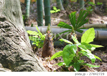 竹の子 27842729