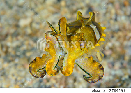 ハナイカ 27842914