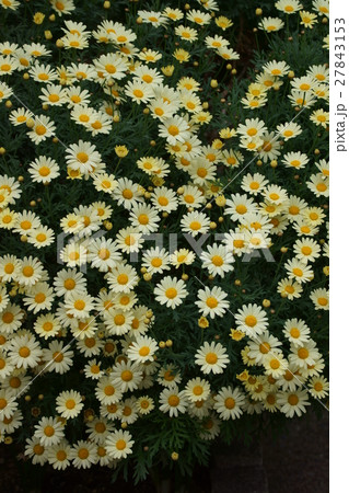 マーガレット　花言葉は「真実の友情」 27843153