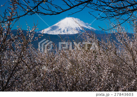 梅林と富士山 梅林と富士山 27843603