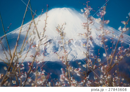 梅林と富士山 27843608