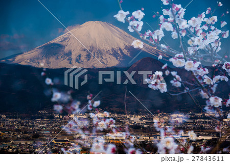 梅林と富士山 27843611