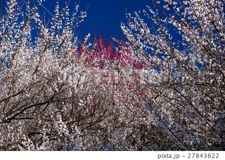 梅と青空 梅と青空 27843622