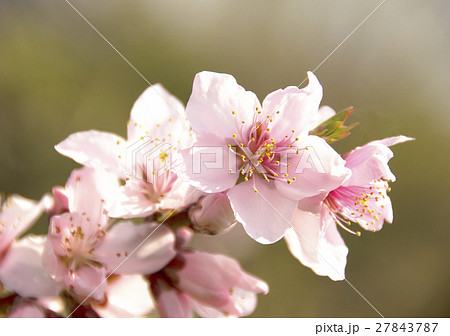 桃の花 春の花 桃の花 春の花 27843787