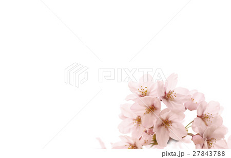 さくら　サクラ　桜 27843788