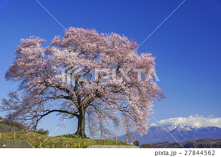 わに塚の桜と八ヶ岳 27844562