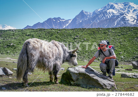 Meeting Yak Meeting Yak 27844682
