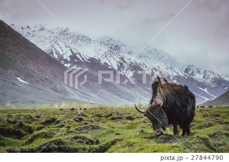 Grazing Yak 27844790