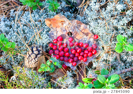 Red cranberries on the bark of a tree in the woods Red cranberries on the bark of a tree in the woods 27845090