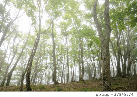 ５月の丹沢鍋割山 幻想的な霧の鍋割山稜 27845574
