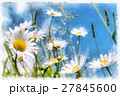 spring daisy flower field vintage 27845600