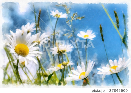 spring daisy flower field vintage spring daisy flower field vintage 27845600