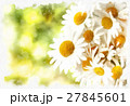 spring daisy flower field vintage 27845601