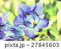 trumpet gentiana spring flower 27845603