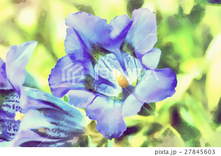 trumpet gentiana spring flower trumpet gentiana spring flower 27845603