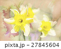 spring daffodils in garden, vintage watercolor 27845604