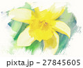 spring daffodils in garden, vintage watercolor 27845605