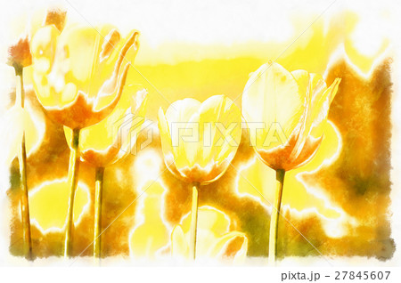 watercolor akvarel effect of spring yellow tulips 27845607