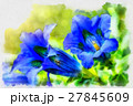 trumpet gentiana blue spring flower in garden 27845609