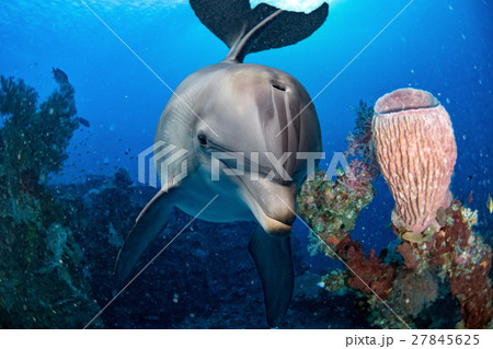 dolphin close up portrait on the reef background dolphin close up portrait on the reef background 27845625