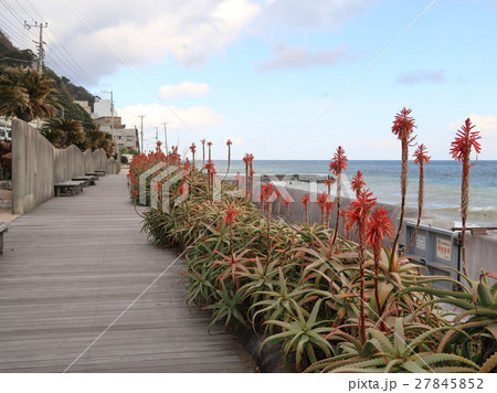 静岡県 伊豆 東伊豆町 熱川温泉 遊歩道 アロエ  27845852