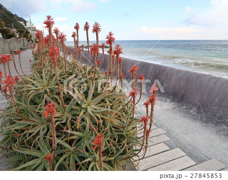静岡県 伊豆 東伊豆町 熱川温泉 遊歩道 アロエ  27845853