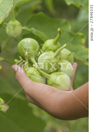 Fresh cockroach berry or green eggplant 27846335