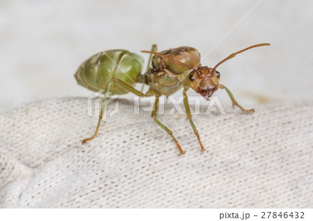 Red ant 27846432